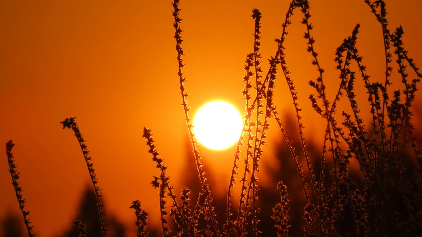 the sun is setting behind tall grass