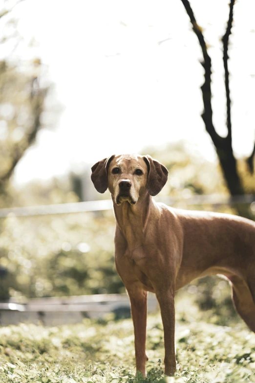 a large brown dog stands in the grass