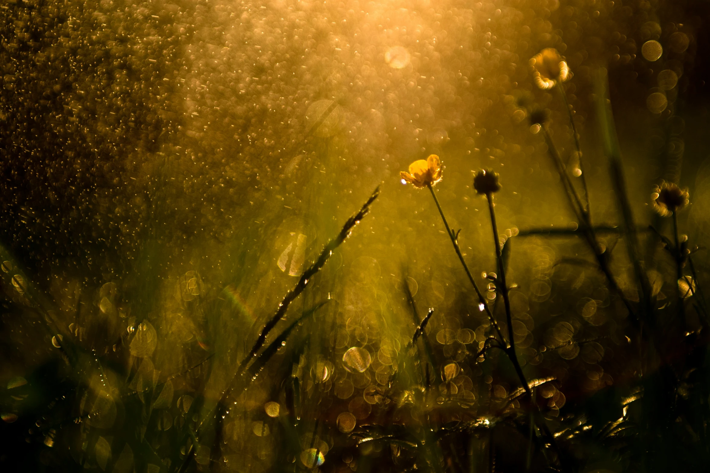 grass and water droplets against the sunlight