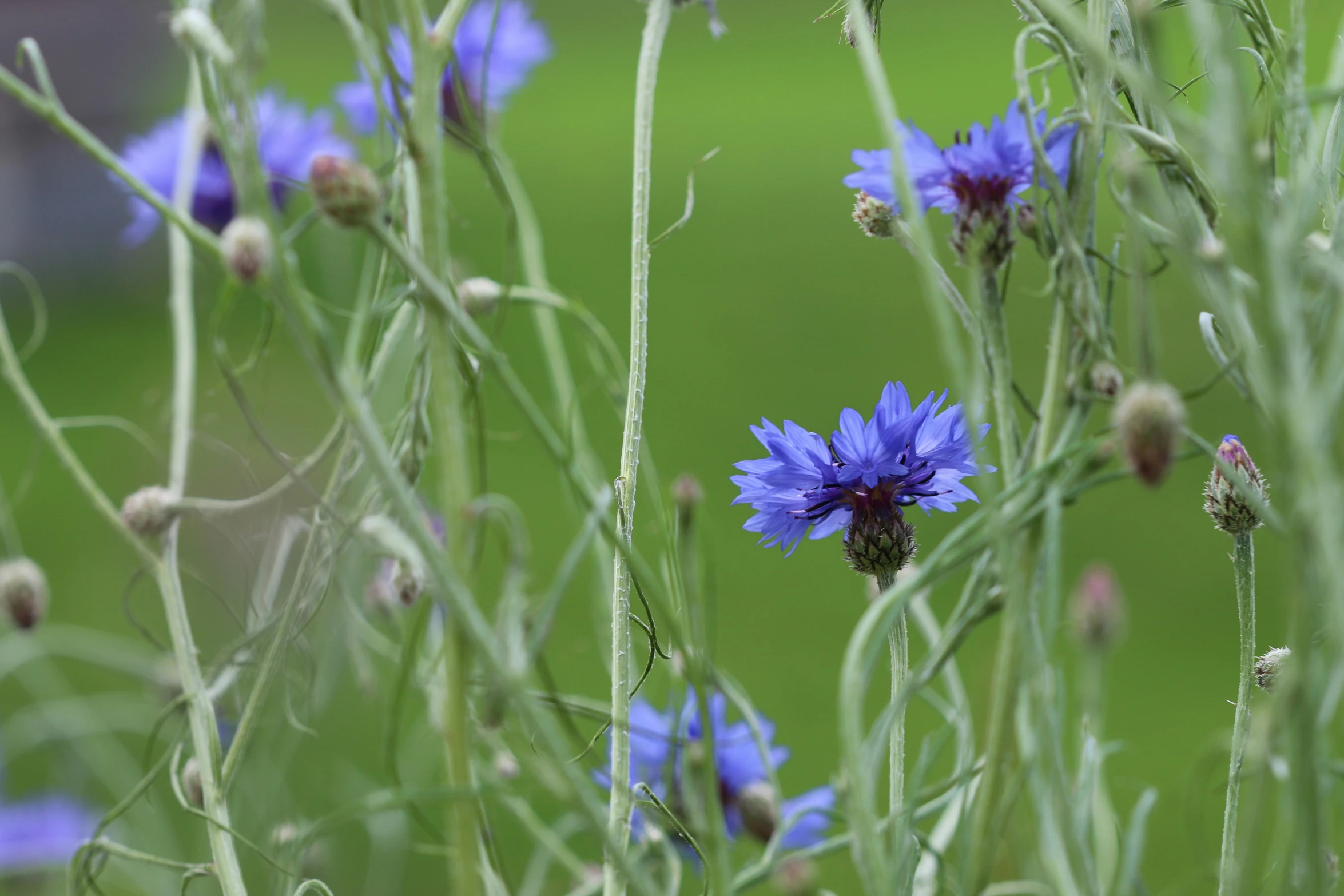 a group of flowers in the middle of green grass