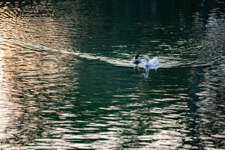 two white ducks in the water with their heads together