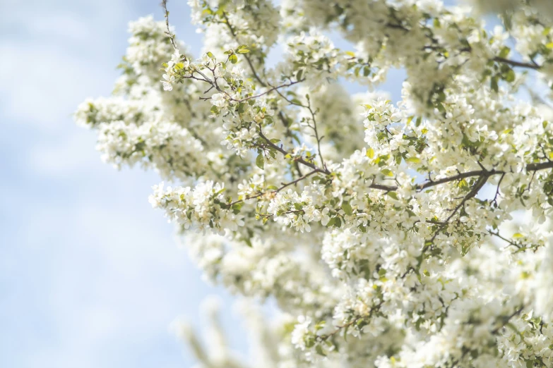 some white flowers that are on the nches of a tree