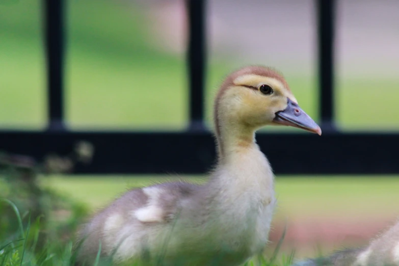 the ducks are walking next to the fence