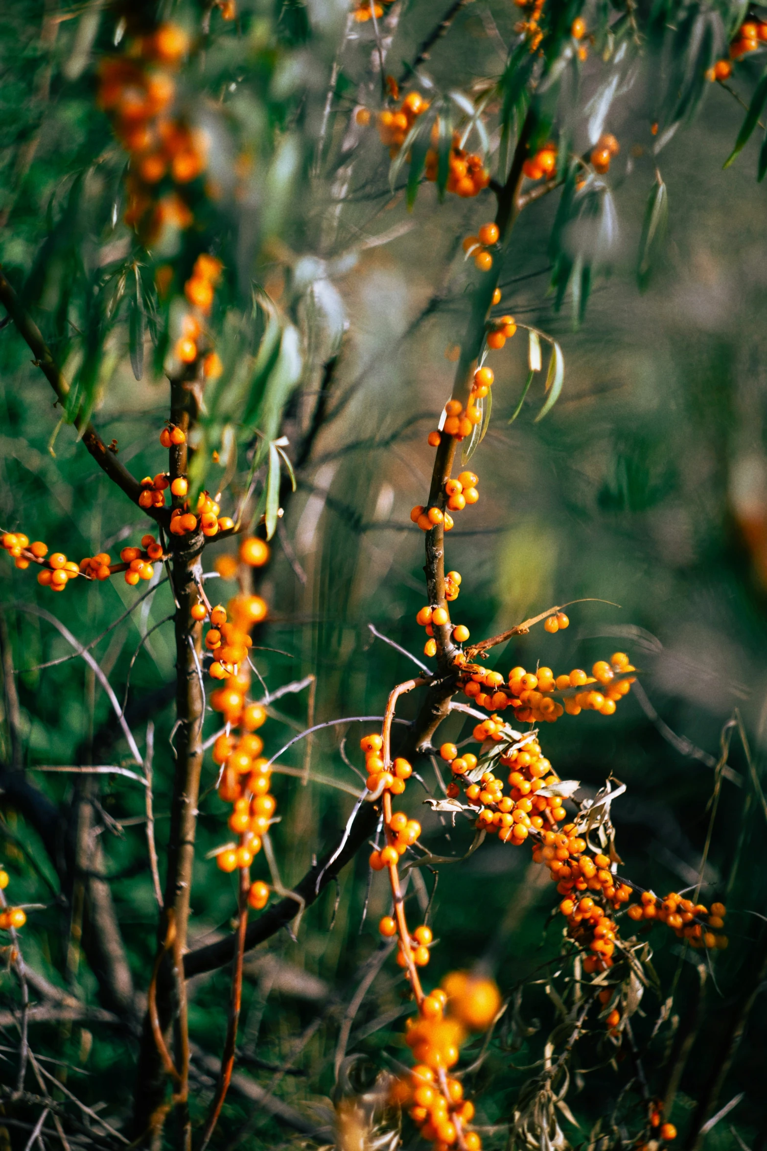 orange berries and stems in the woods