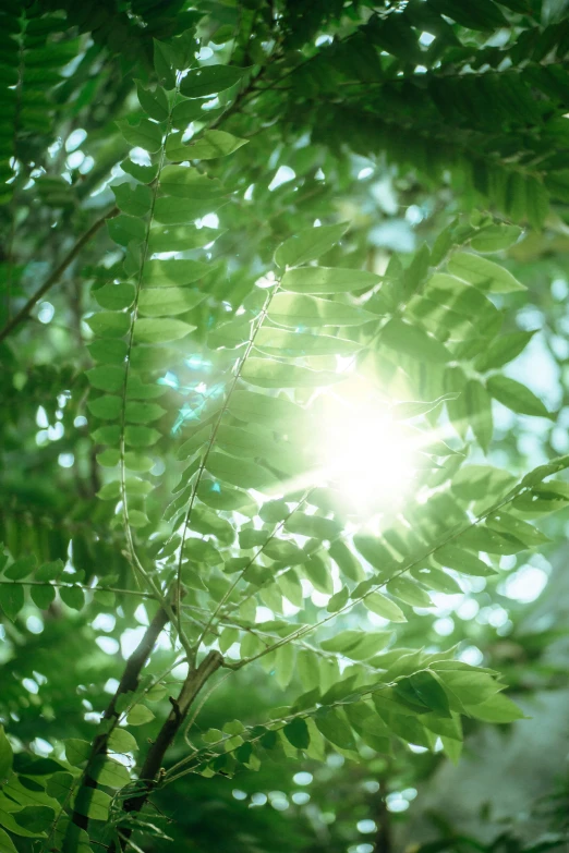 sunlight shining through the leafy nches of a tree
