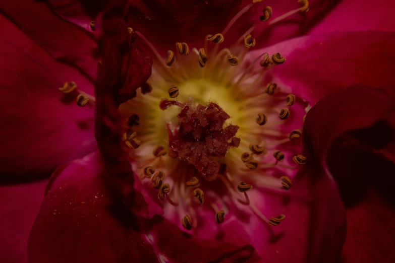 red flowers with yellow center closeup with very large petals