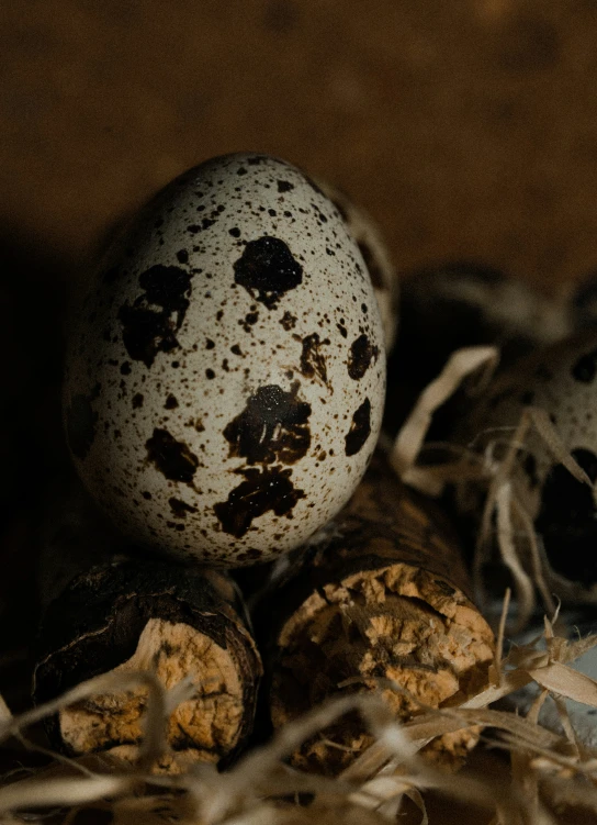 eggs on a bed of dirt and twigs