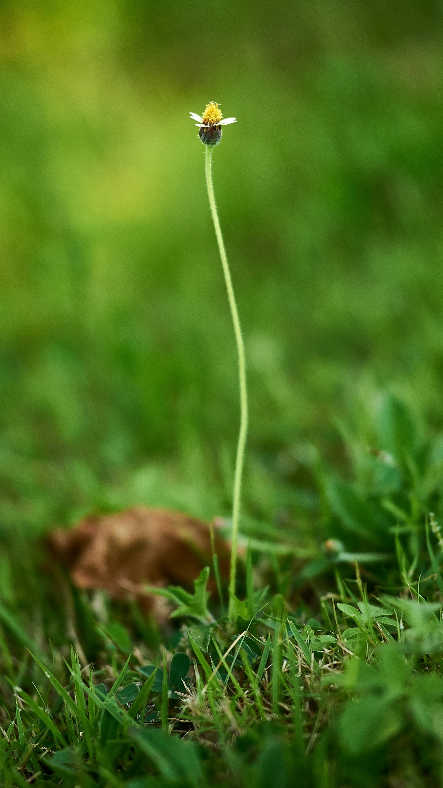 a small yellow flower that is in the grass