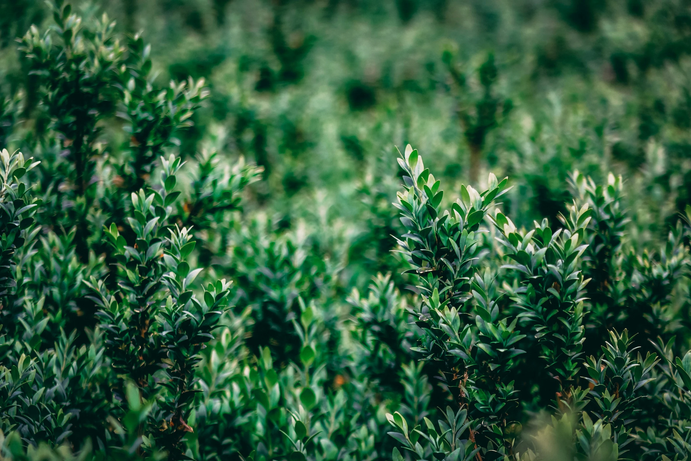 many trees in the grass near one another