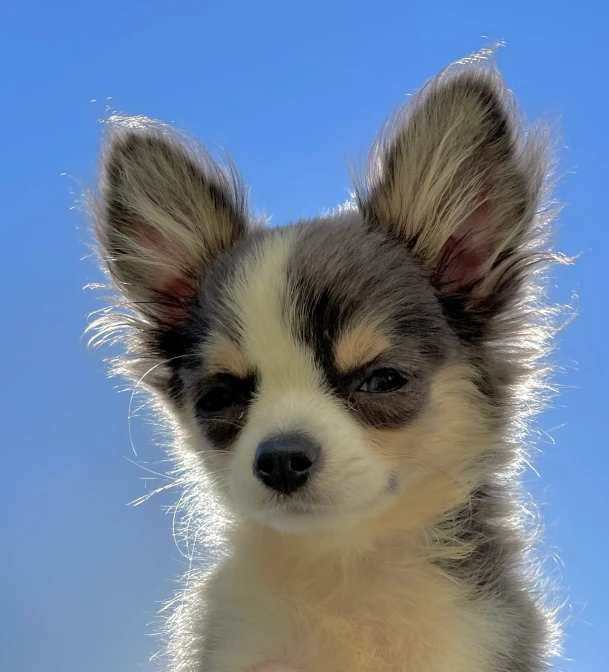 a little puppy with black and white patches is posing