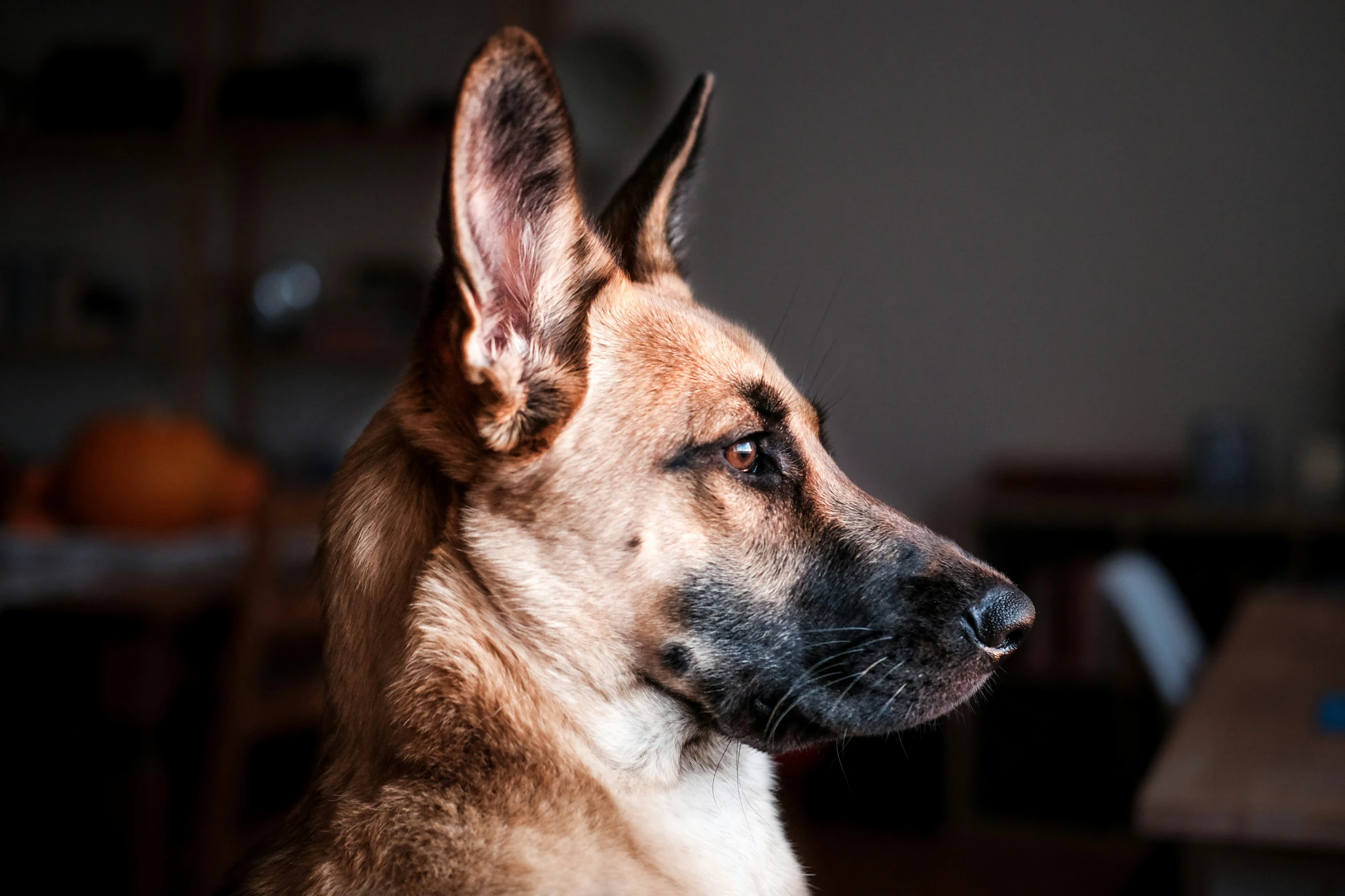 a dog staring at soing while standing in the dark