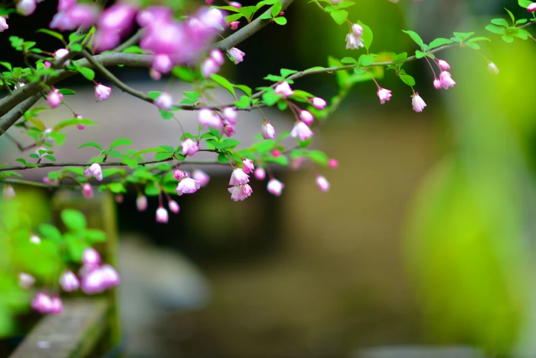 a plant with flowers near a wooden table