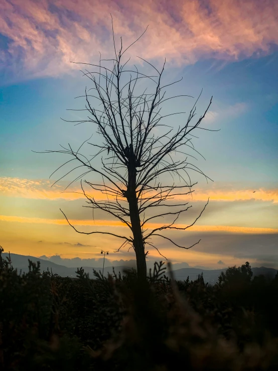 the tree is standing near a hill with sunset