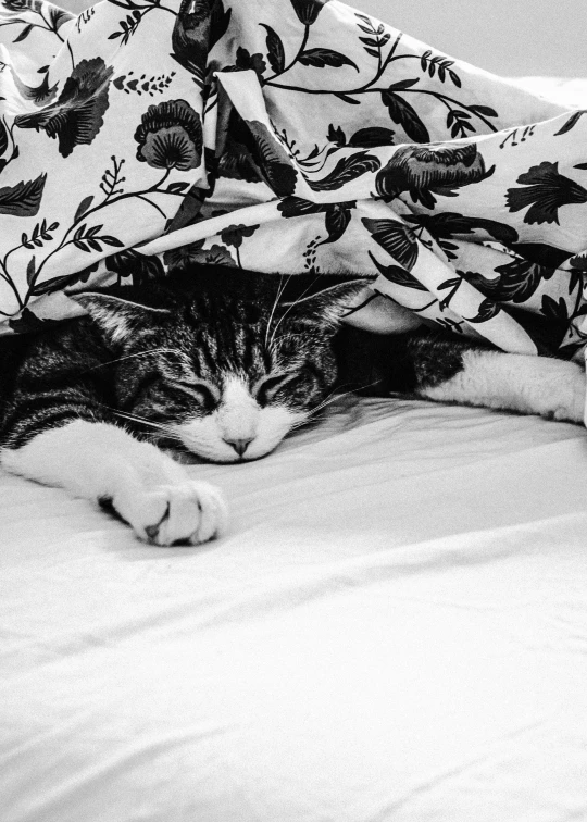 black and white po of a cat sleeping in bed