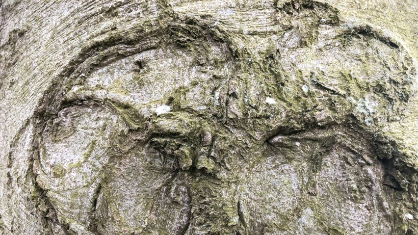 a carving on a tree by a river