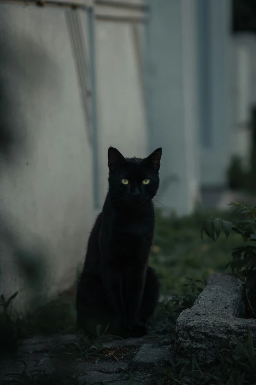 a cat sitting by itself on the ground