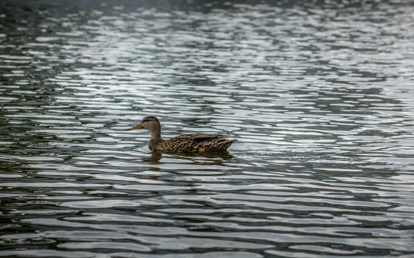 a duck is swimming in the calm water