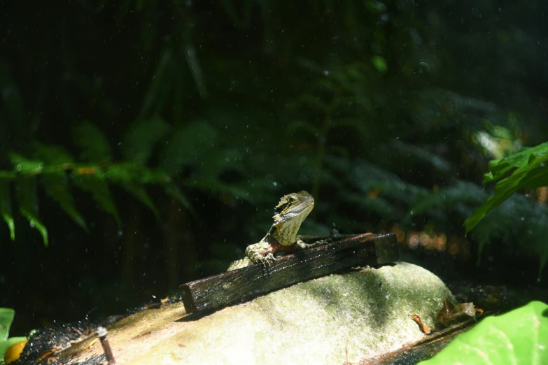 a lizard on a log in the sun