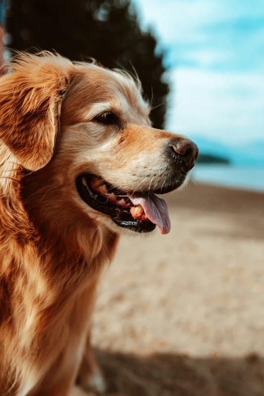 a dog with its mouth open and looking to the side