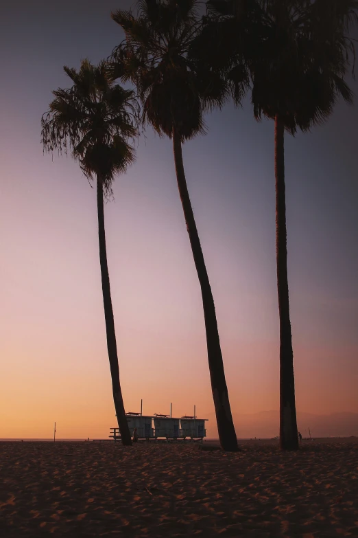 palm trees line the beach in front of a couple lounge chairs