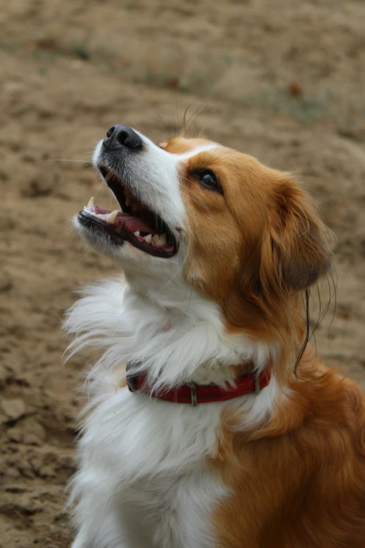 a dog with his mouth open is standing on some dirt