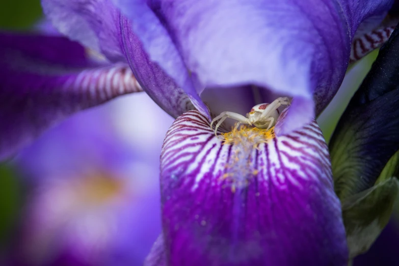 a purple flower with an insect on the middle of it