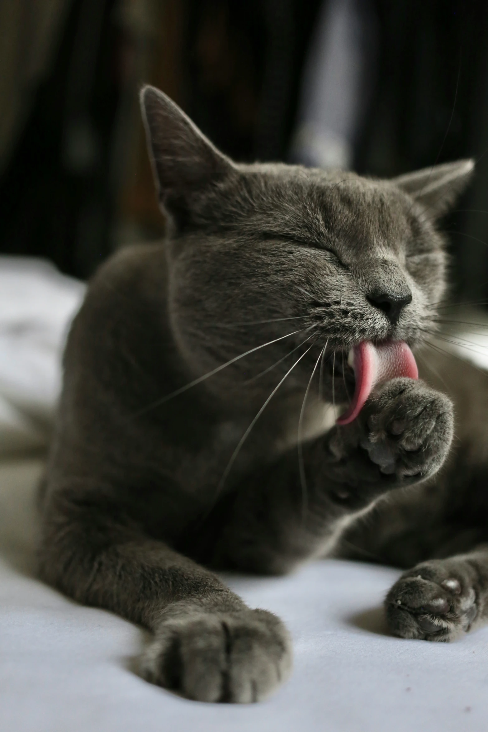 grey cat yawning on bed in room