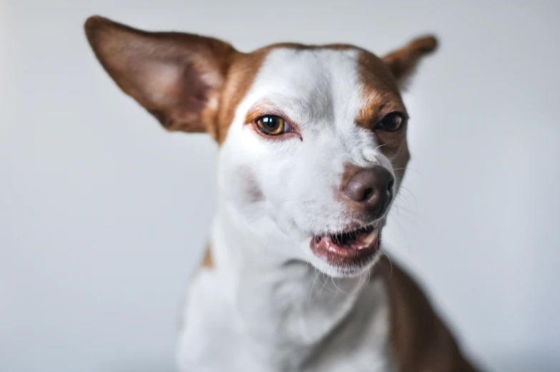 a close - up po of the head and ears of a white dog