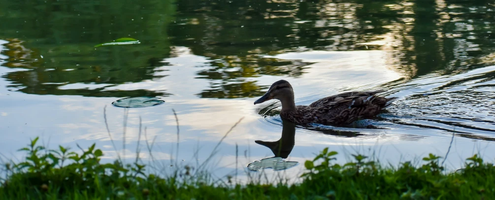 a duck is swimming in some very water