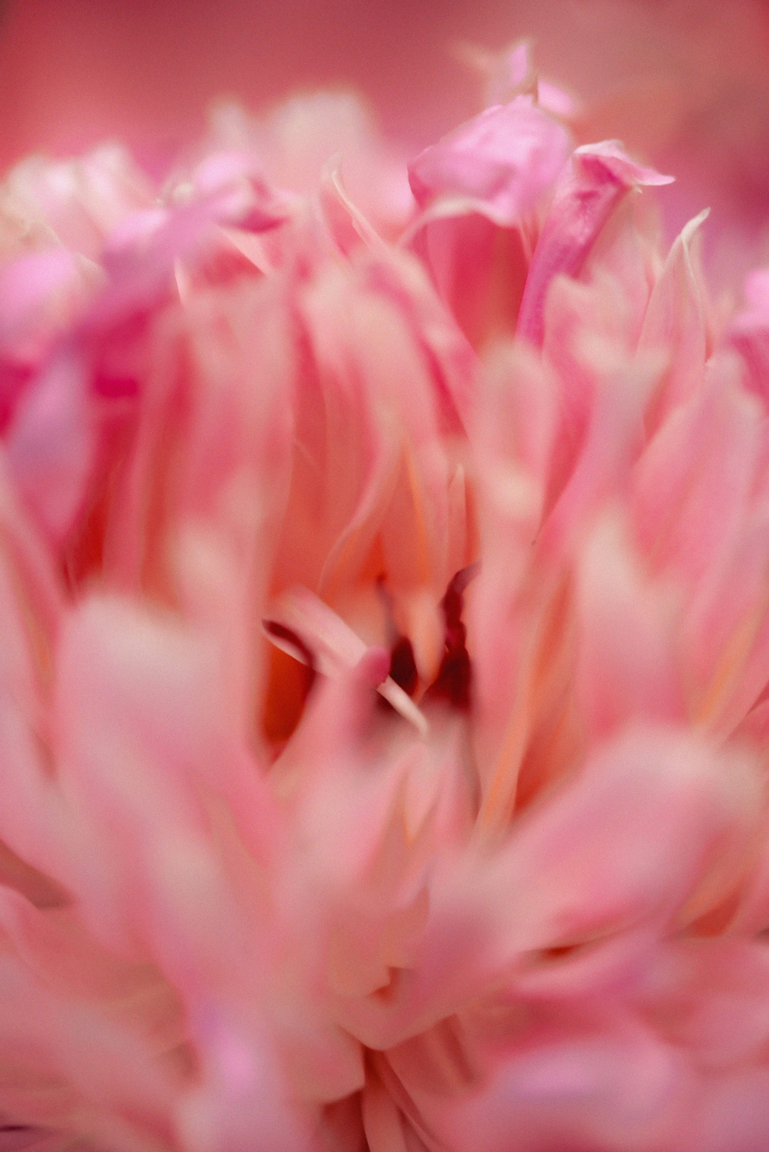 a pink flower with very big leaves around it