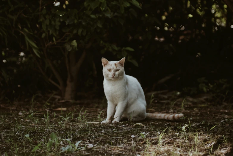 a white cat sits in the middle of a grassy area