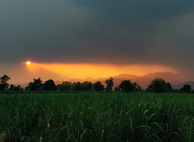 a field with grass and some trees with a sunset