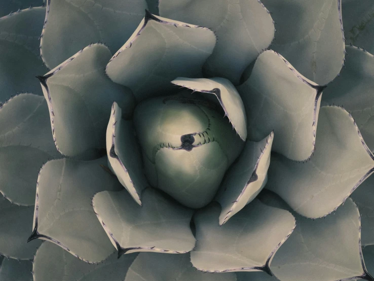 a close up of a large cactus flower