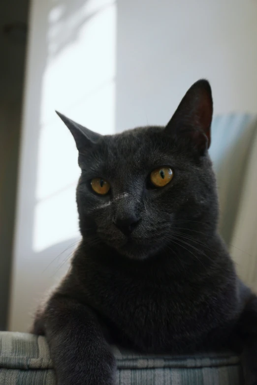 a black cat is sitting on a chair and looking at the camera