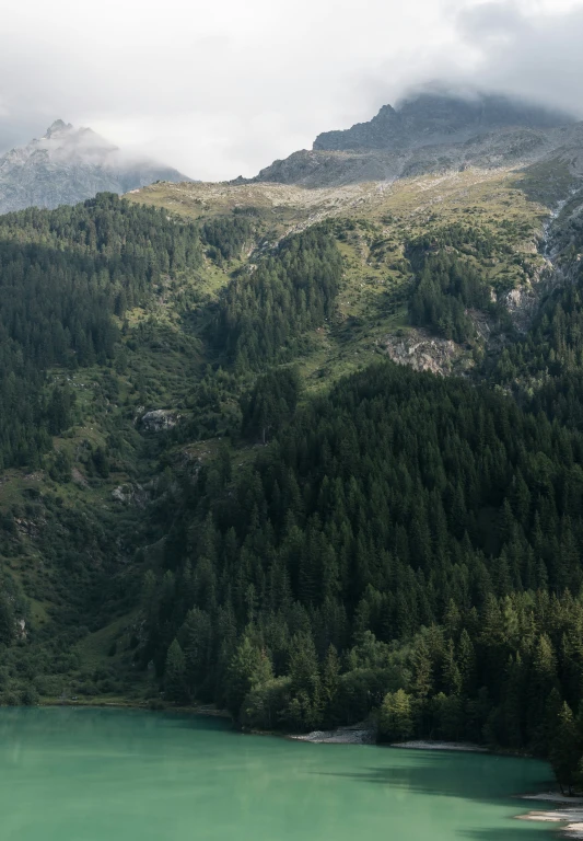 some trees that are sitting on the side of a river