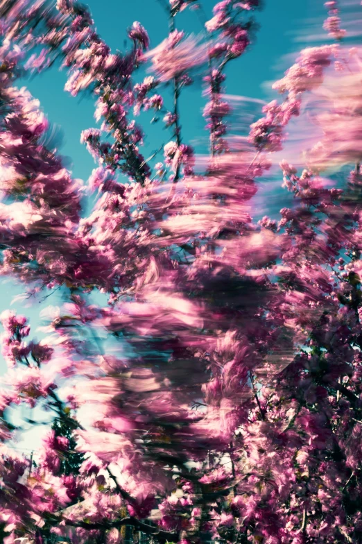 blurry image of purple flowers against a blue sky