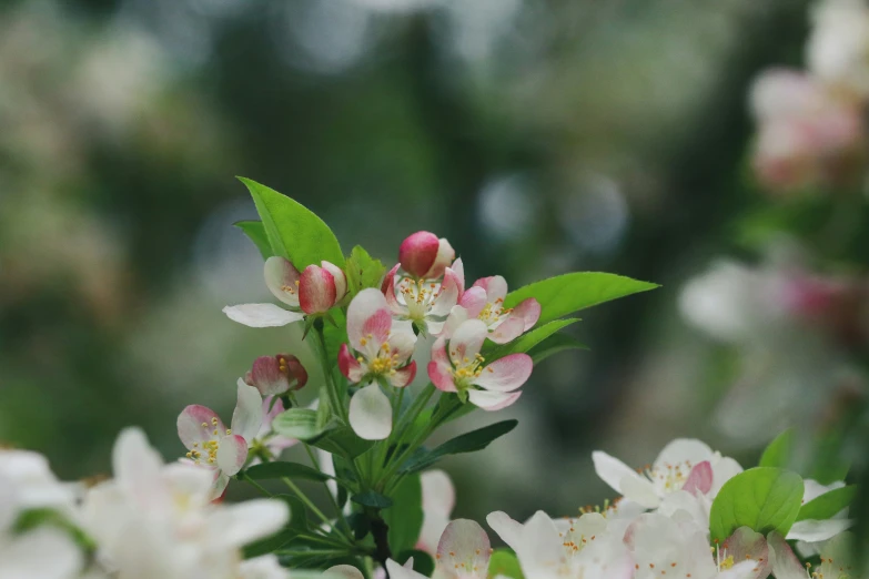 a bunch of little pink and white flowers