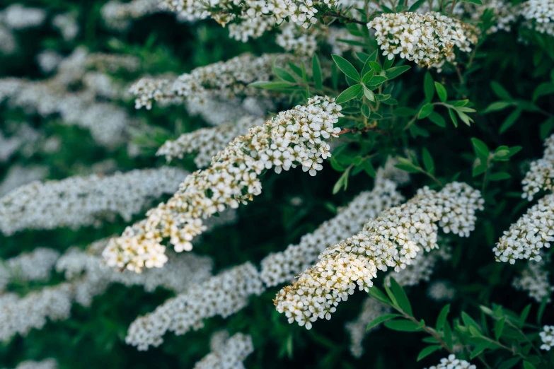 some white flowers are out on a bush