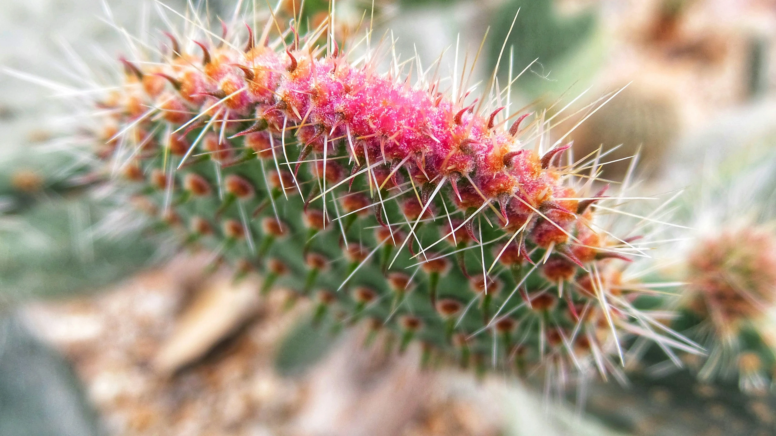 the flower head of a cactus showing its thin spines