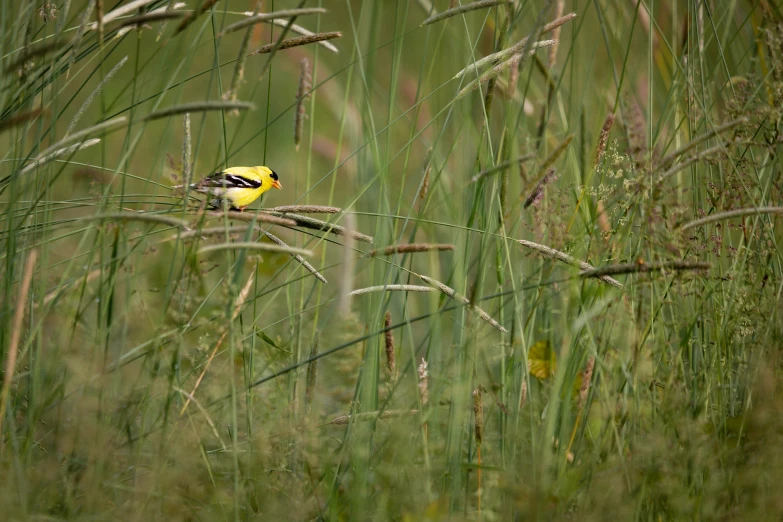 a yellow and black bird is perched on a stick in tall grass