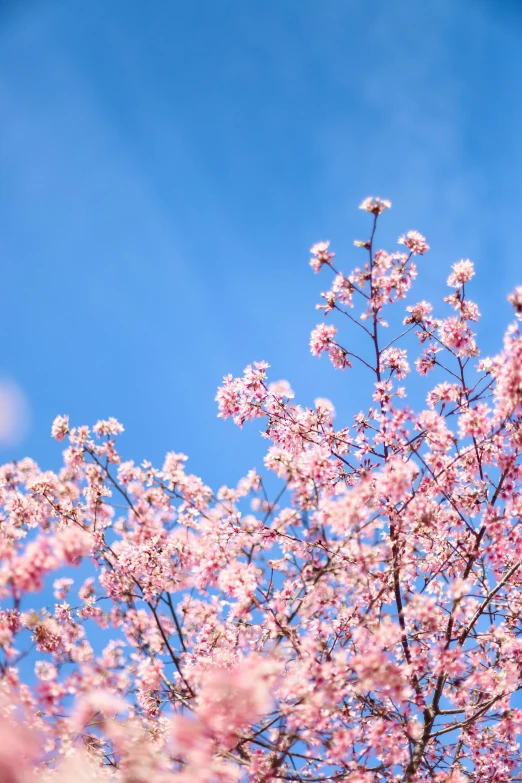 the leaves on a tree are pink against the sky