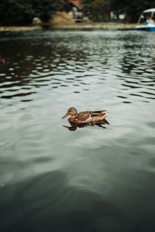 a bird is floating on the lake, near a boat