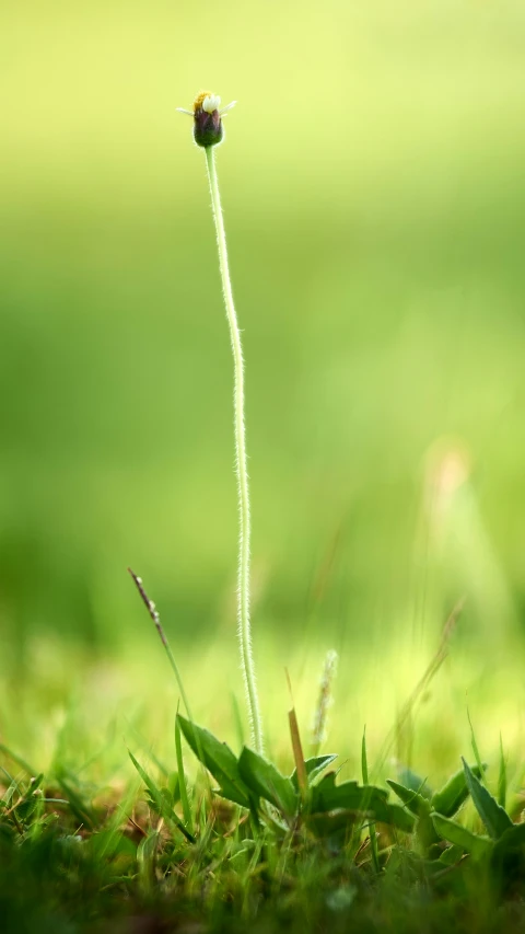 a green grass field with a tiny purple flower