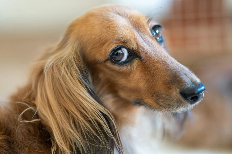 a small brown dog with a long, shiny hair looks into the distance