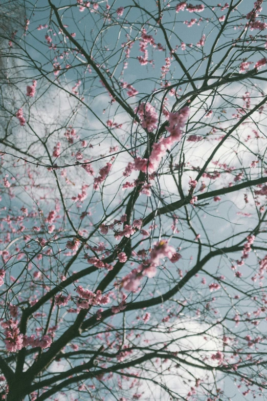 pink flowers blooming in the nches of a tree