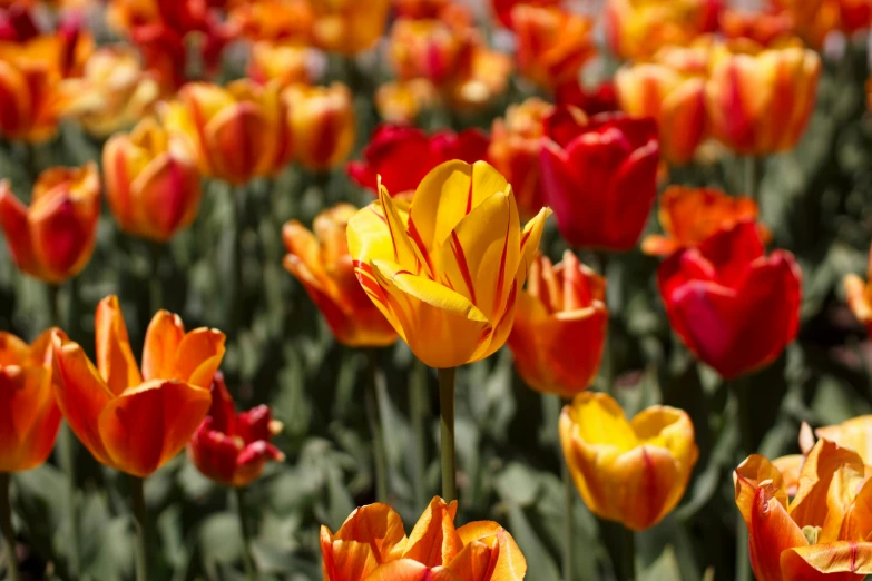 many orange and yellow flowers growing in the grass