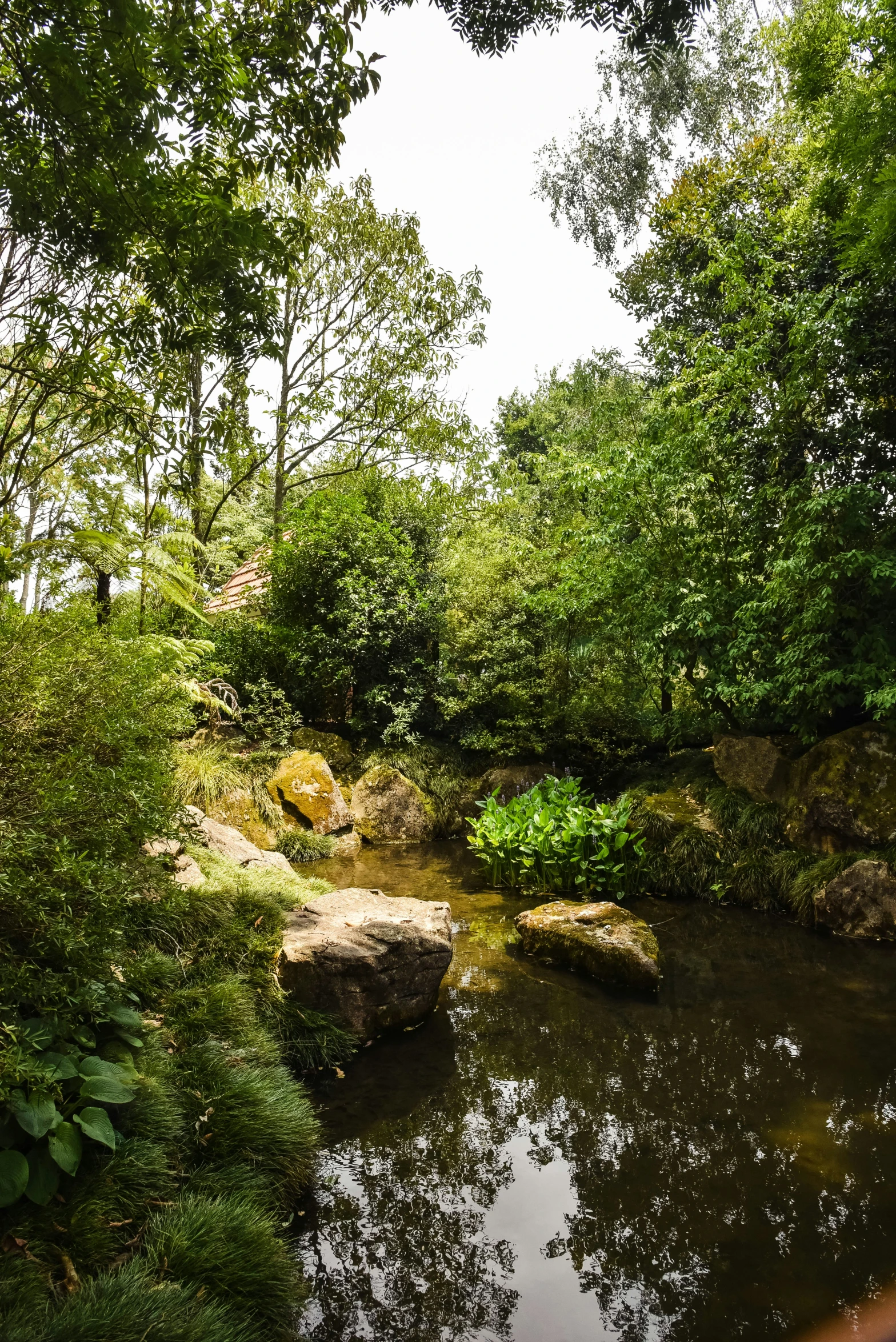 a river with lush green vegetation and rocks