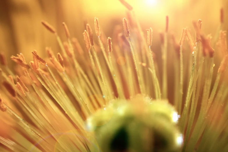 closeup of the flowers of a flowering plant