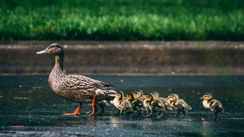 ducks stand in shallow water while their young ones are walking