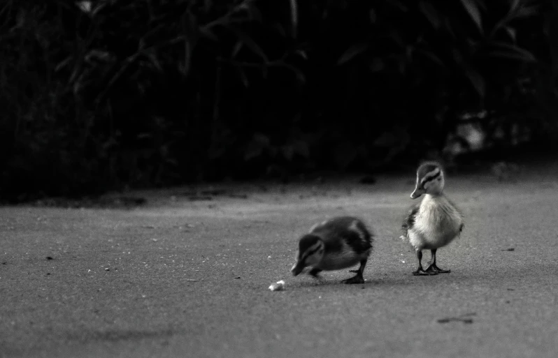 the two ducks are standing on the pavement